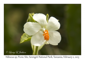 Hibiscus specie