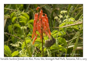 Variable Sunbird on Aloe