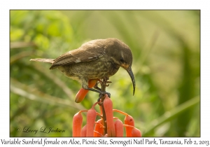 Variable Sunbird on Aloe