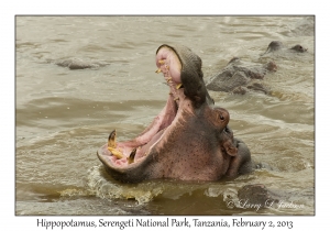 Hippopotamus