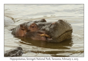 Hippopotamus