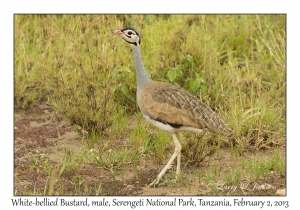 White-bellied Bustard