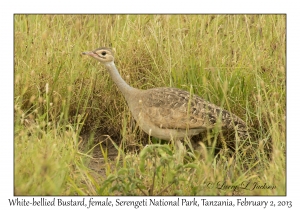 White-bellied Bustard