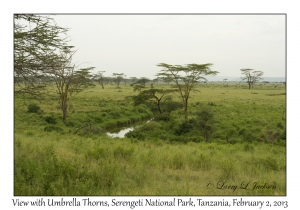 View with Umbrella Thorns