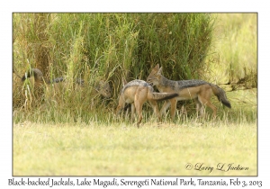 Black-backed Jackals