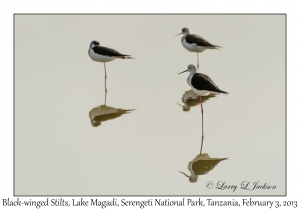 Black-winged Stilts