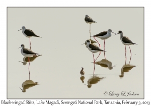 Black-winged Stilts