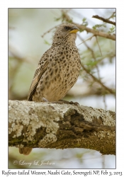 Rufous-tailed Weaver