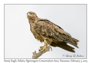 Tawny Eagle