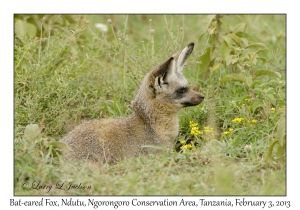 Bat-eared Fox