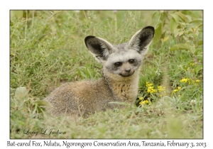 Bat-eared Fox