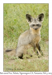 Bat-eared Fox