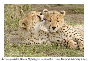 Cheetah, juveniles