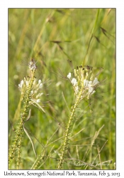 Unknown Flowers