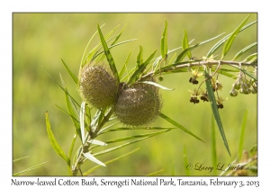 Narrow-leaved Cotton Bush