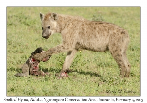 Spotted Hyena