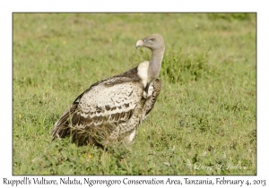 Ruppell's Vulture