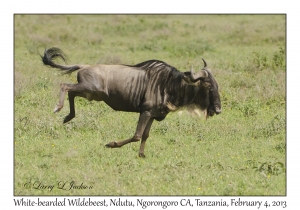 White-bearded Wildebeest