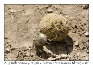 Dung Beetle