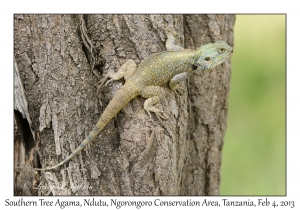 Southern Tree Agama