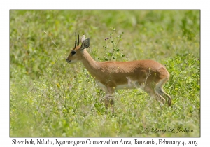 Steenbok