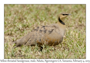 Yellow-throated Sandgrouse