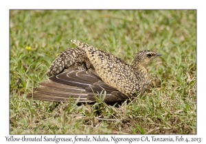 Yellow-throated Sandgrouse