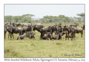 White-bearded Wildebeest