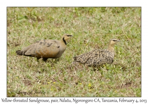 Yellow-throated Sandgrouse