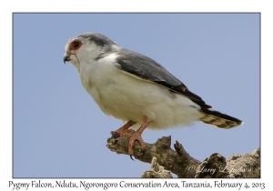 Pygmy Falcon