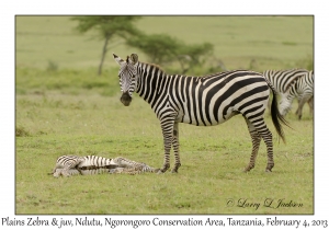 Plains Zebra