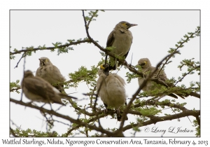 Wattled Starlings