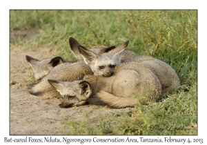 Bat-eared Foxes