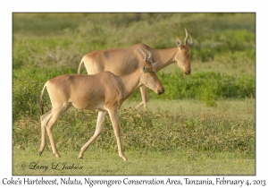 Coke's Hartebeest