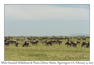 White-bearded Wildebeest & Plains Zebra