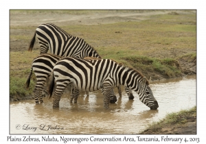 Plains Zebra