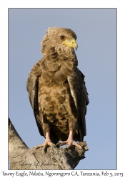 Tawny Eagle