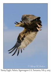 Tawny Eagle