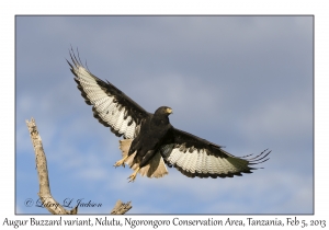 Augur Buzzard