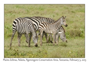 Plains Zebra