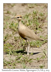 Temminck's Courser