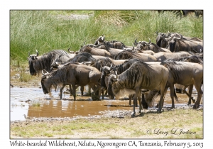 White-bearded Wildebeest