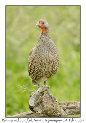 Red-necked Spurfowl