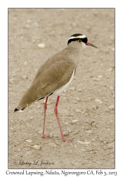 Crowned Lapwing