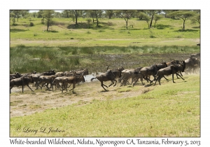 White-bearded Wildebeest