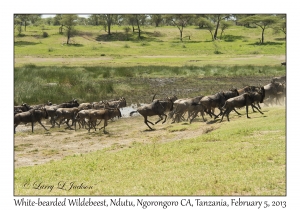 White-bearded Wildebeest