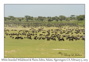 White-bearded Wildebeest & Plains Zebra