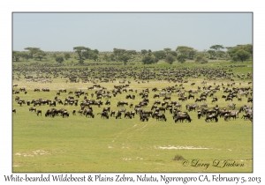 White-bearded Wildebeest & Plains Zebra