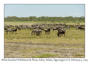 Plains Zebra &  White-bearded Wildebeest