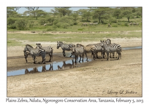 Plains Zebra